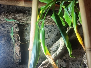 Takydromus smaragdinus