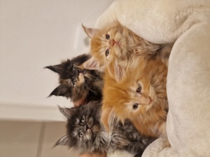 XXL reinrassige Maine Coon Kitten , Eltern mit Stammbaum 