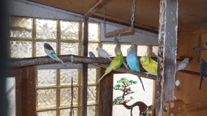 Wellensittiche abzugeben