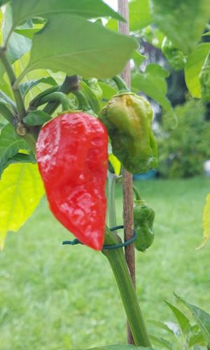 Chili Samen 10 Stück Carolina Reaper Fremd Schärfe 10+ Capsicum chinense 2024 BIO Bild 2
