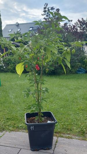 Chili Samen 10 Stück Carolina Reaper Fremd Schärfe 10+ Capsicum chinense 2024 BIO Bild 4