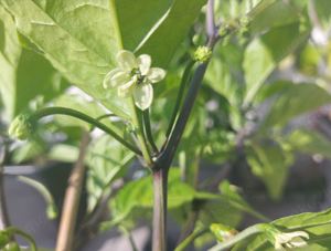 Chili Samen 10 Stück Carolina Reaper Fremd Schärfe 10+ Capsicum chinense 2024 BIO Bild 6
