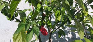 Chili Samen 10 Stück Carolina Reaper Fremd Schärfe 10+ Capsicum chinense 2024 BIO Bild 5