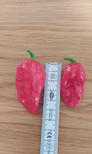 Chili Samen 10 Stück Carolina Reaper Fremd Schärfe 10+ Capsicum chinense 2024 BIO Bild 3