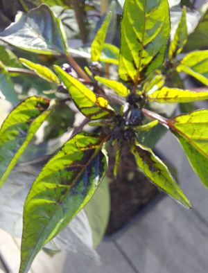 Chili Samen 10 Stück Count Dracula Schärfe 5 Capsicum annuum 2024 BIO Bild 7