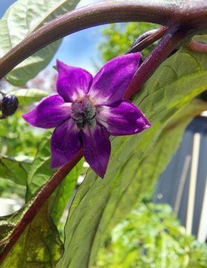 Chili Samen 10 Stück Count Dracula Schärfe 5 Capsicum annuum 2024 BIO Bild 5