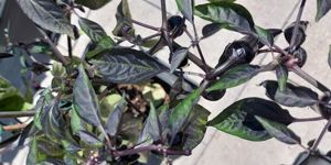 Chili Samen 10 Stück Count Dracula Schärfe 5 Capsicum annuum 2024 BIO Bild 6