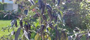 Chili Samen 10 Stück Count Dracula Schärfe 5 Capsicum annuum 2024 BIO Bild 4