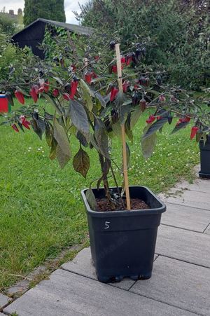 Chili Samen 10 Stück Count Dracula Schärfe 5 Capsicum annuum 2024 BIO Bild 3