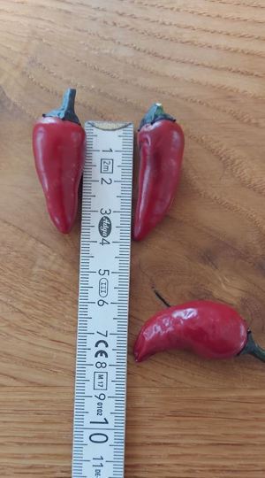 Chili Samen 10 Stück Count Dracula Schärfe 5 Capsicum annuum 2024 BIO Bild 2