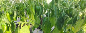 Chili Samen 10 Stück Fish Pepper Schärfe 6 Capsicum annuum 2024 BIO Bild 4