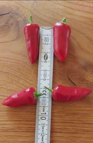 Chili Samen 10 Stück Fish Pepper Schärfe 6 Capsicum annuum 2024 BIO Bild 2