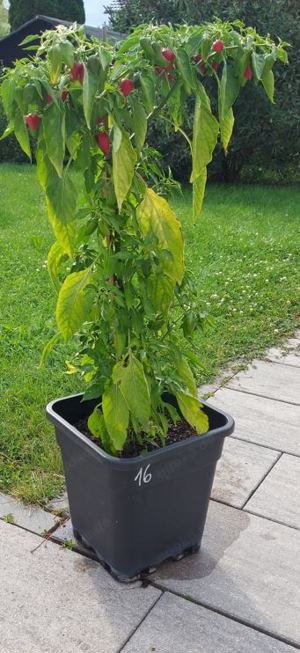 Chili Samen 10 Stück Fish Pepper Schärfe 6 Capsicum annuum 2024 BIO Bild 3