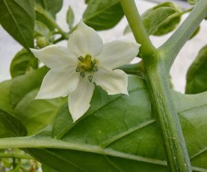 Chili Samen 10 Stück Fish Pepper Schärfe 6 Capsicum annuum 2024 BIO Bild 5