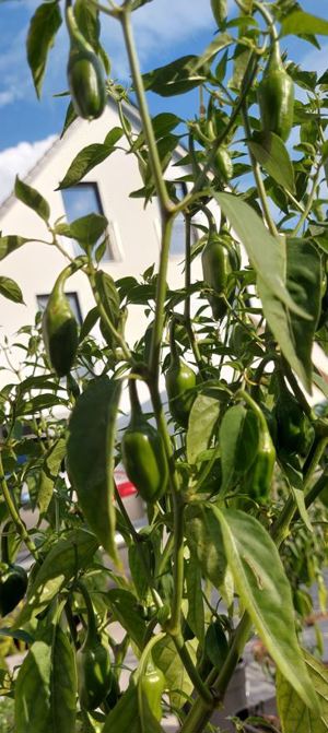 Chili Samen 10 Stück Goa Chili Schärfe ?? Capsicum ?? 2024 BIO Bild 4