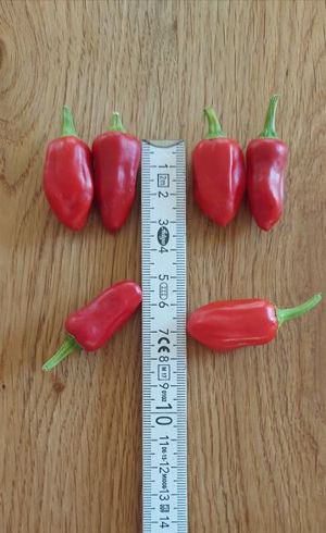 Chili Samen 10 Stück Goa Chili Schärfe ?? Capsicum ?? 2024 BIO Bild 2