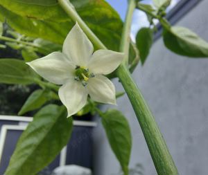 Chili Samen 10 Stück Goa Chili Schärfe ?? Capsicum ?? 2024 BIO Bild 5