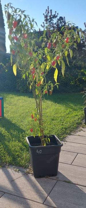 Chili Samen 10 Stück Goa Chili Schärfe ?? Capsicum ?? 2024 BIO Bild 3