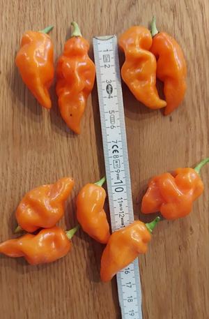 Chili Samen 10 Stück Habanada Orange Schärfe 0-1 Capsicum chinense 2024 BIO Bild 2
