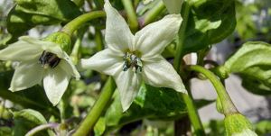 Chili Samen 10 Stück Habanada Orange Schärfe 0-1 Capsicum chinense 2024 BIO Bild 5
