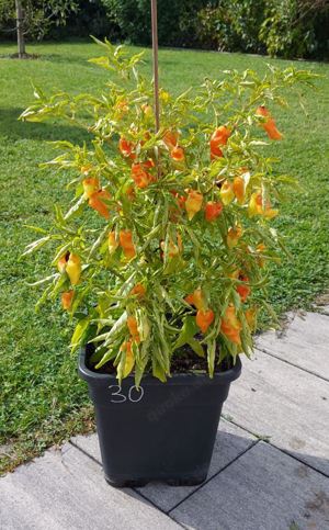 Chili Samen 10 Stück Habanada Orange Schärfe 0-1 Capsicum chinense 2024 BIO Bild 3