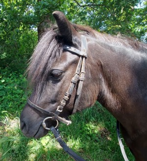 Dartmoor Pony Pfalz-Sunflower