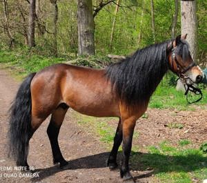 Dartmoor Pony Pfalz-Dart Rumpelstilzchen