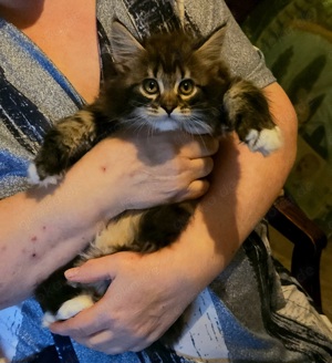 Maine Coon Kitten xxl