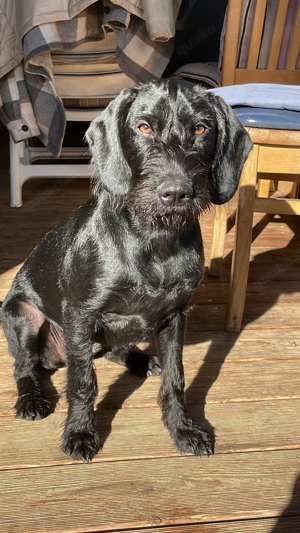 Deutscher Drathaar Cockerspaniel Mix Dame- 7 Monate 