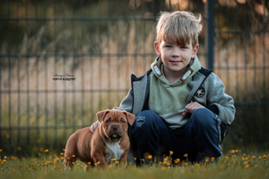 American Bully Welpen mit ABKC Papiere 