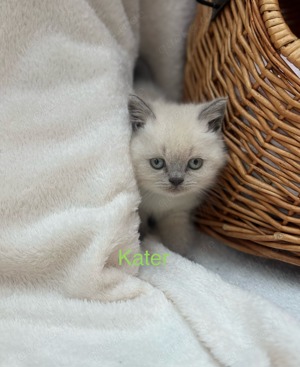 BKH Deckkater Blue Point  Bild 2