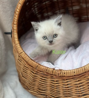 BKH Deckkater Blue Point  Bild 4