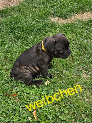 Französische Bulldoggen Welpen