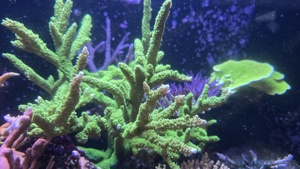 Acropora Enzmann Milka SPS Anfängerkorallen