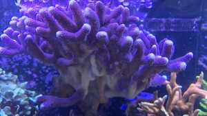Acropora Enzmann Milka SPS Anfängerkorallen Bild 2