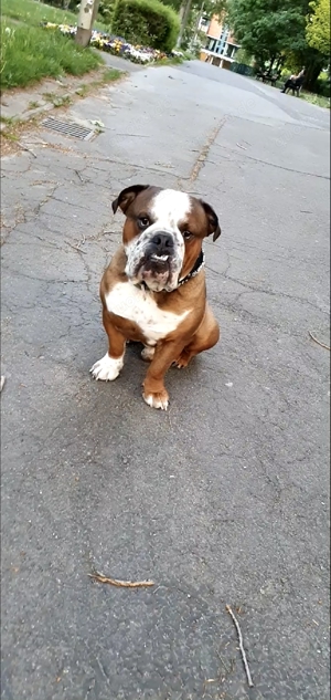 Englische bulldogge rüde