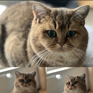 BKH Gold Ticked Kater mit Stammbaum zur Abgabe