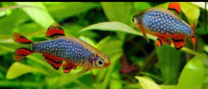 Perlhuhnbärbling Microrasbora sp. Galaxy Fische Nano VK Bild 2