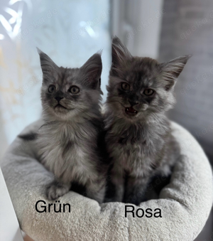 Nur noch 2 Maine Coon Kitten (Black Smoke, Blue Smoke)