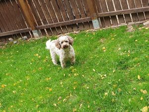 Wunderschöne Havapoo Hündin in chocolate 2 Jahre ähnlich Maltipoo