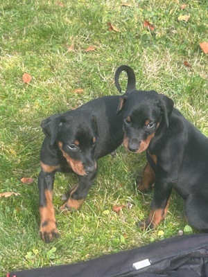 3 wunderschöne Dobermann Welpen 