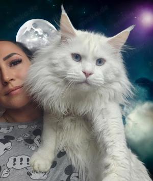 Maine Coon Deckkater mit Stammbaum rein weiss mit blauen Augen gross und 9kg mit Hörtest 