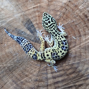 Leopardgecko Weibchen 2024 Eublepharis macularius 