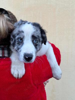 Tolle Australian Shepherd - Border Collie Mix Welpen