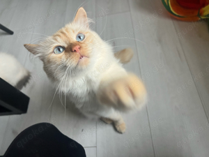 Heilige Birma Deckkater Red Cream Tabby Point  Bild 10