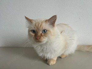 Heilige Birma Deckkater Red Cream Tabby Point  Bild 9