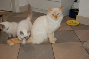 Heilige Birma Deckkater Red Cream Tabby Point  Bild 8