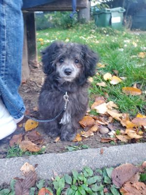 Maltipoo Welpe sucht dringend zu Hause