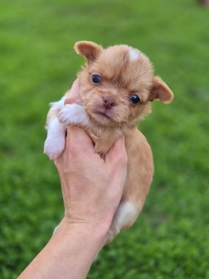 Chihuahua Welpen suchen Traumschloss