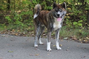 akita inu ahnentafel FCI 